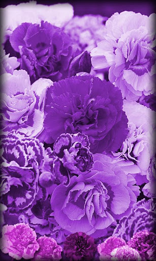 Purple Flowers Live Wallpaper