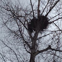 Eagle nest
