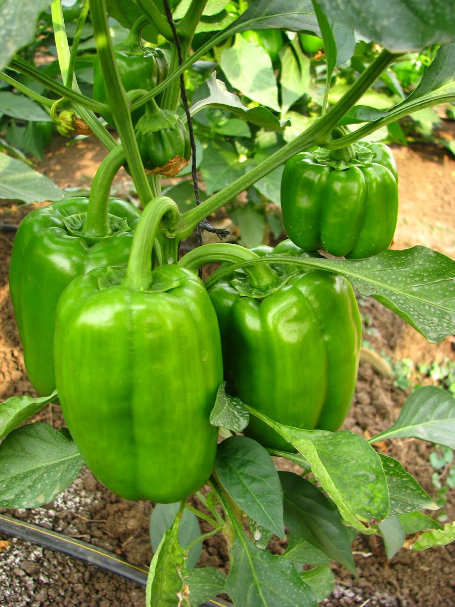 Bell pepper or Capsicum