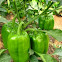 Bell pepper or Capsicum