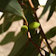 green leaf axil galls - ? wasp galls