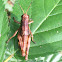 Grasshopper