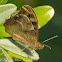 Speckled Wood Butterfly