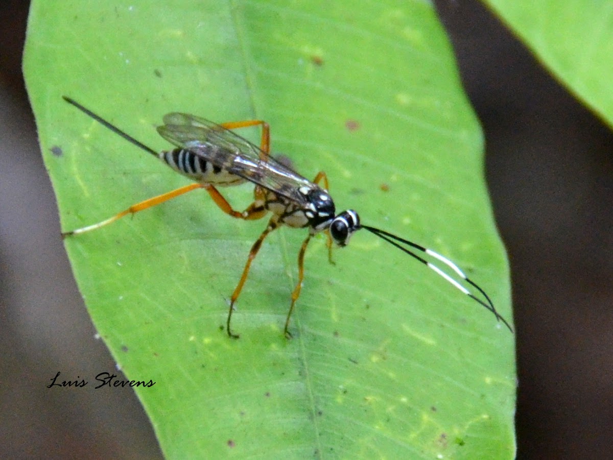 Ichneumonidae Wasp