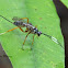 Ichneumonidae Wasp