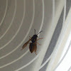 Common wasp / Obična osa