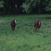 qtr horse & mixed breed mare