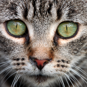 Beautiful cat by Kirsten Gamby - Animals - Cats Portraits