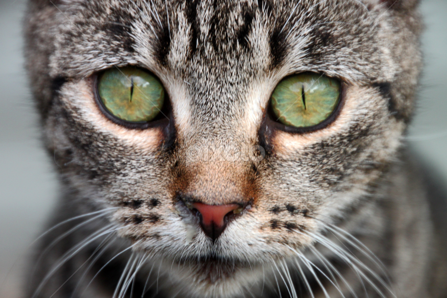 Beautiful cat by Kirsten Gamby - Animals - Cats Portraits