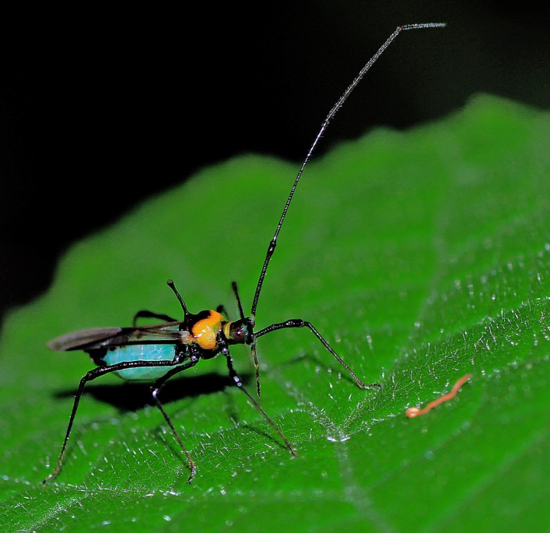 Tea mosquito bug Project Noah