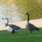 Canada Goose.