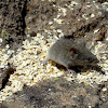 Ratón andino (Andean Akodont)