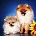 3D cute dog20 logo