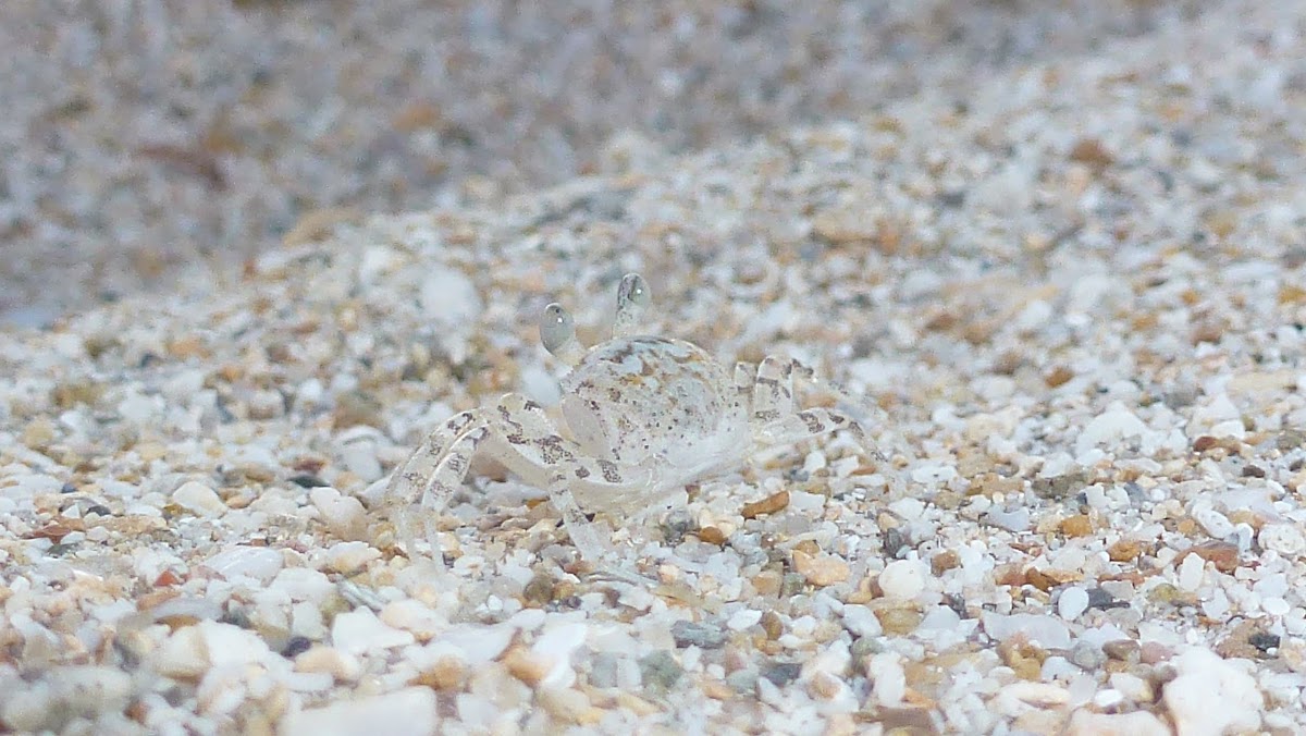 Baby Crab Camouflaged as Sand