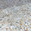 Baby Crab Camouflaged as Sand