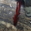 Siamese fighting fish A.k.A Betta fish
