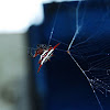 Kite spider