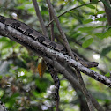 Brown Water Snake