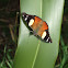 New Zealand Yellow Admiral (Kahu Kowhai)