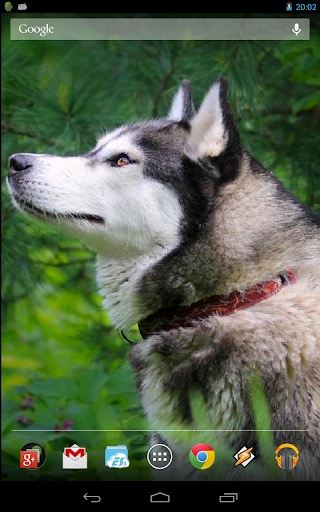 Beautiful Husky