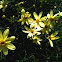 Coreopsis