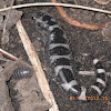 Marbled salamander