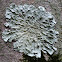 green shield lichen