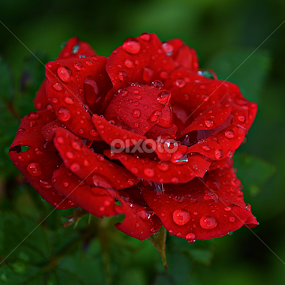 by Jelena Puškarić - Flowers Single Flower