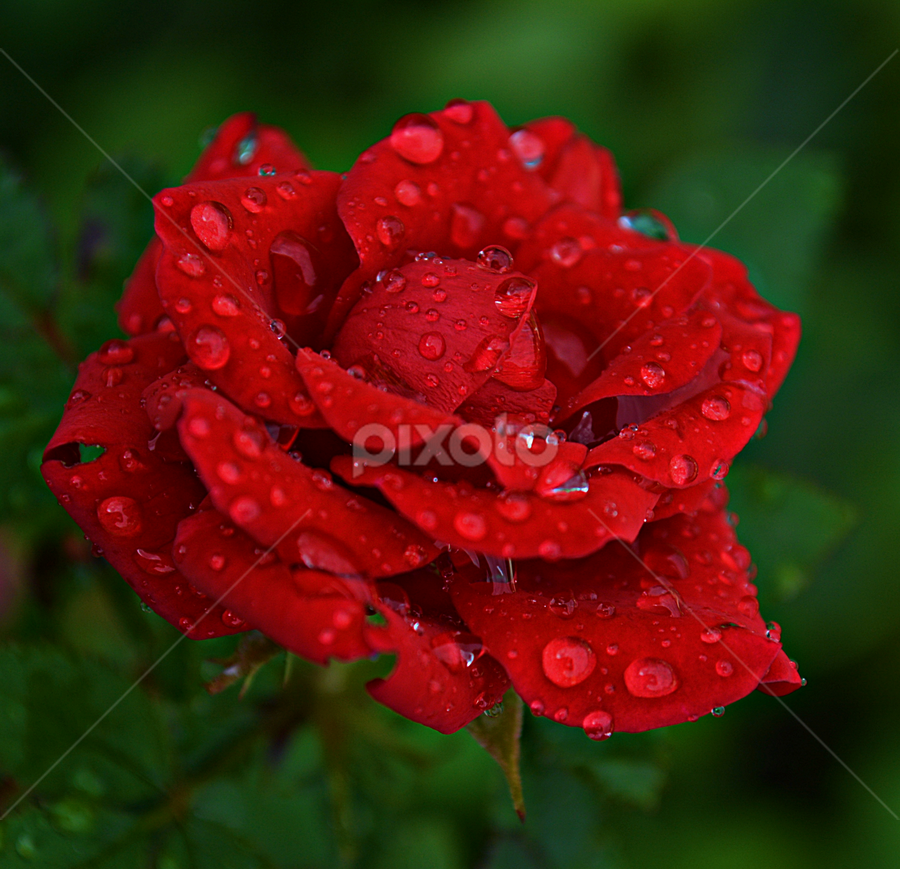 by Jelena Puškarić - Flowers Single Flower