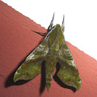 Sphinx Moth