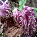 Common toothwort/Navadni lusnec