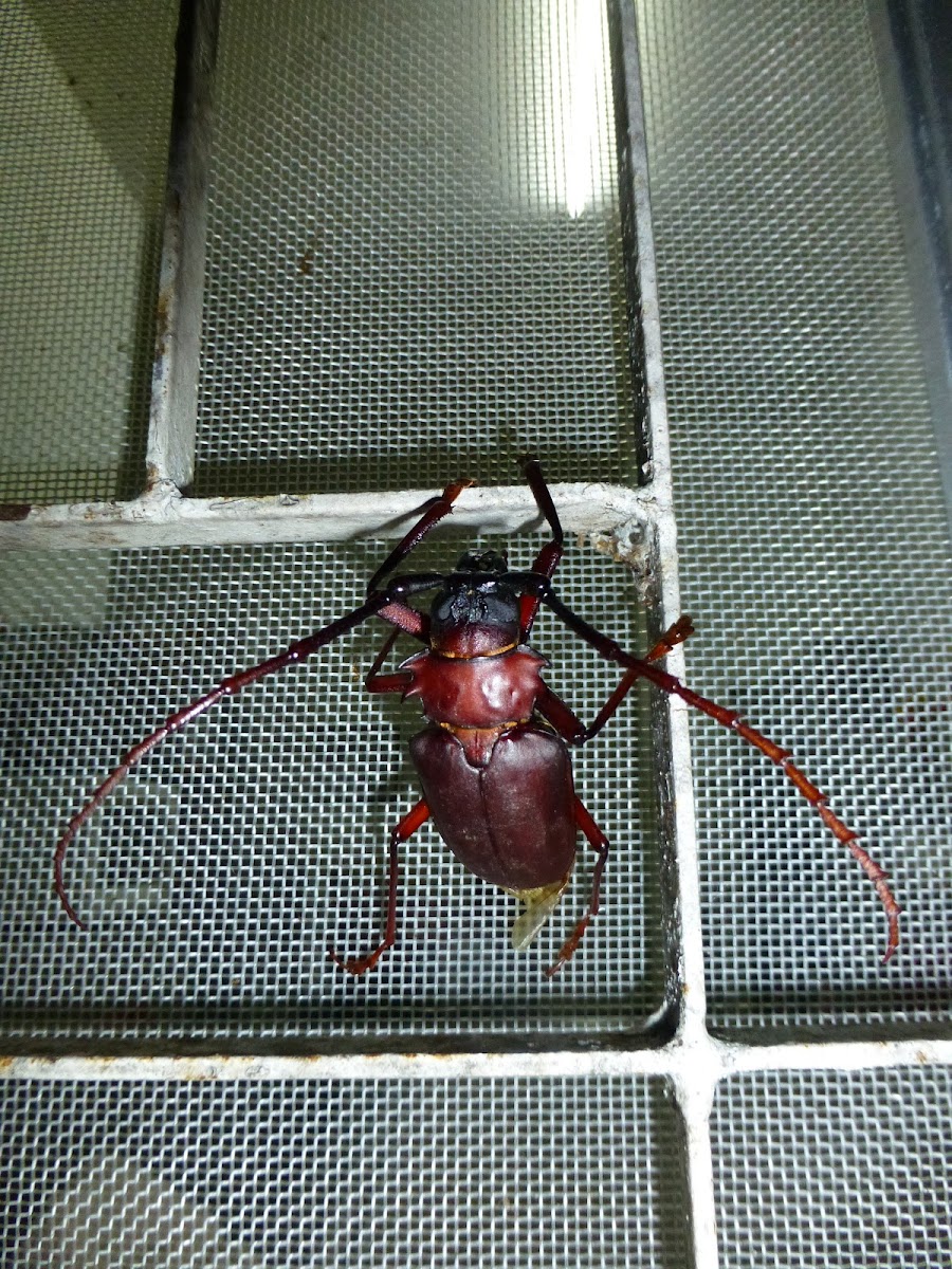 Longhorn / Sugar Cane Beetle
