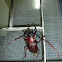 Longhorn / Sugar Cane Beetle