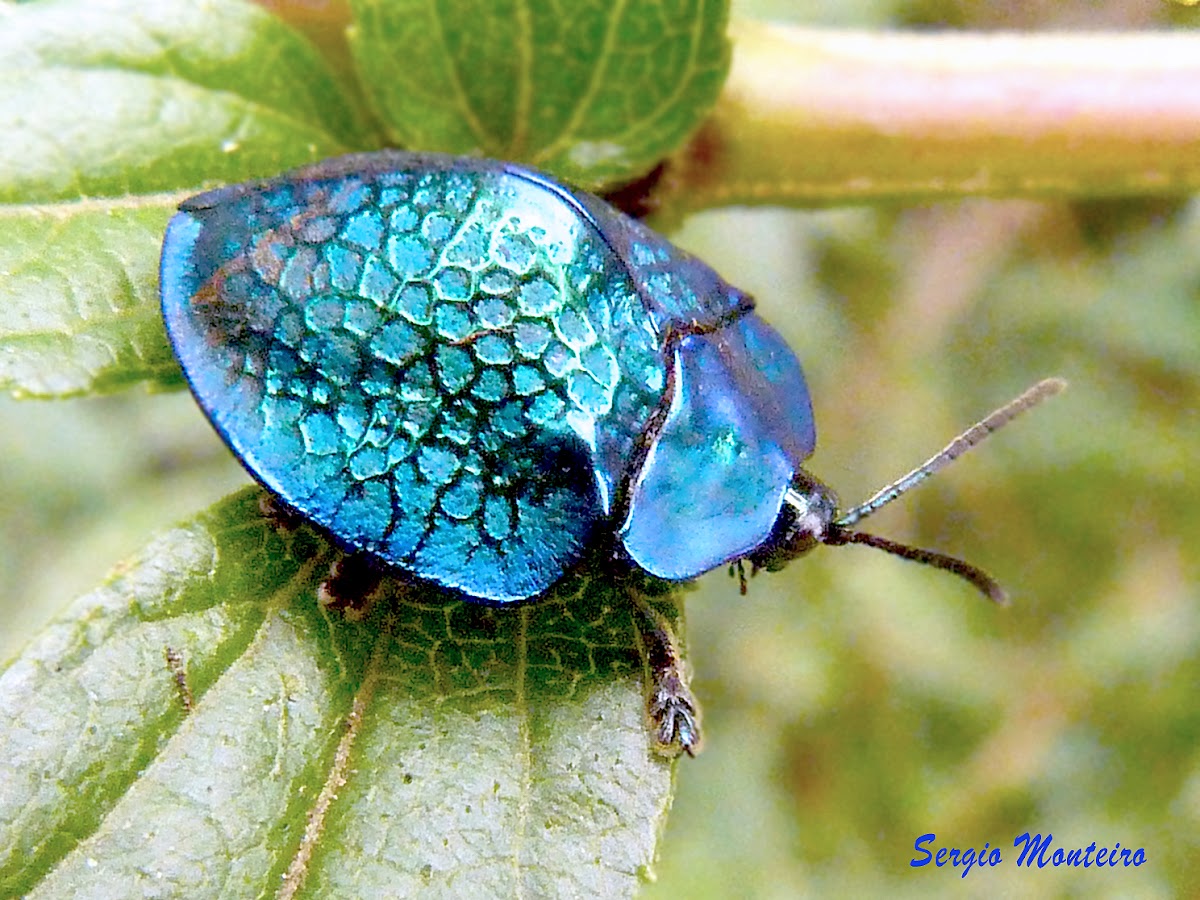 Metallic blue tortoise beetle