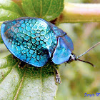 Metallic blue tortoise beetle