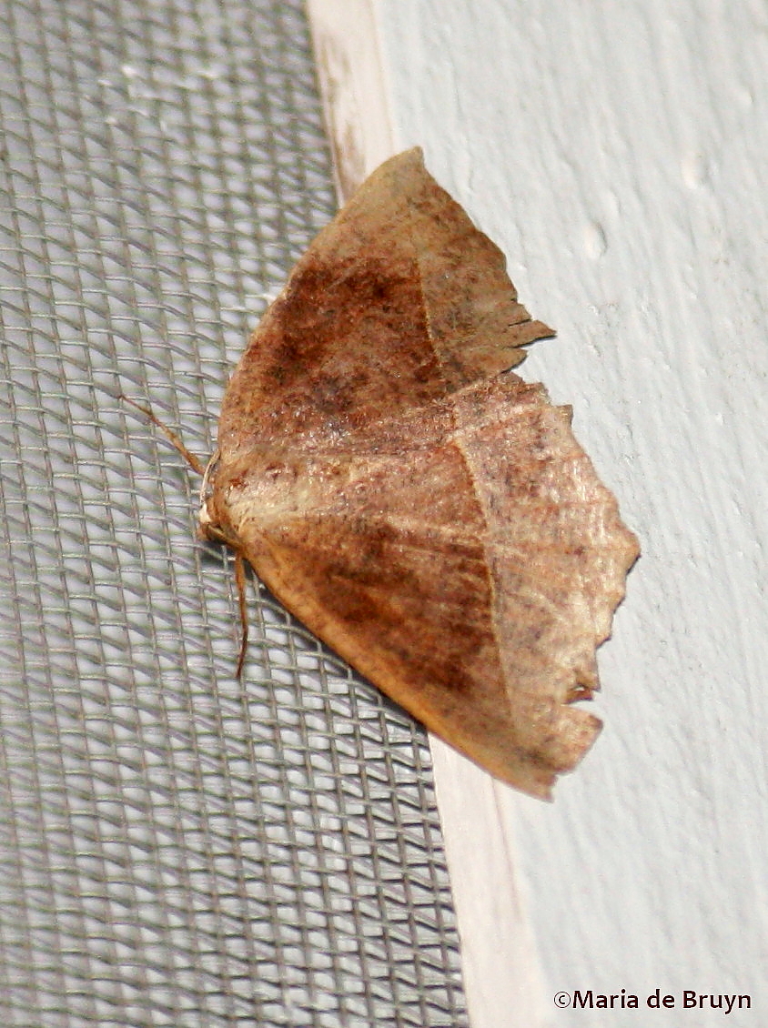 Curve-toothed Geometer Moth
