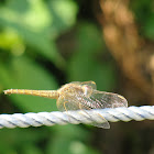  Ruddy Marsh Skimmer (Female) 