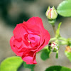 Shrub Rose 'Scarlet Meidiland' 
