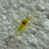 Yellow Mirid Bug