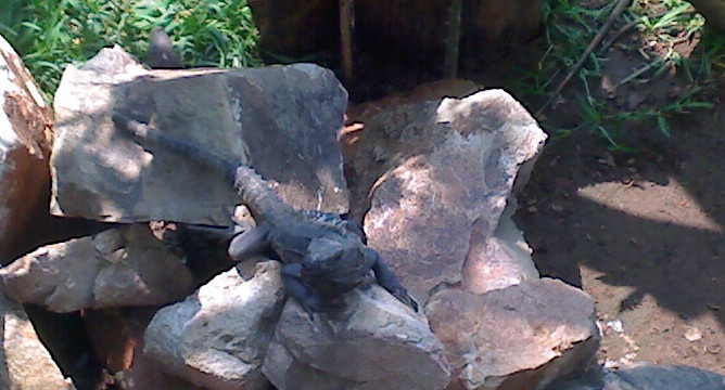 iguana negra