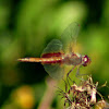 Red Saddlebag Skimmer Dragonfly