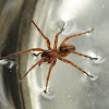 spider in water