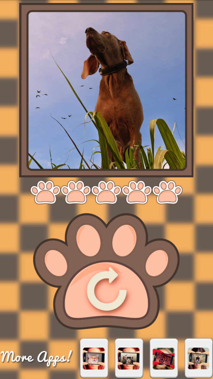 What dog am I? Screen 3