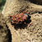 Pennsylvania Dingy Ground Beetle with Phoretic Mites