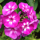 Garden Phlox