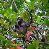 Dusky Leaf-monkey/Spectacled Langur