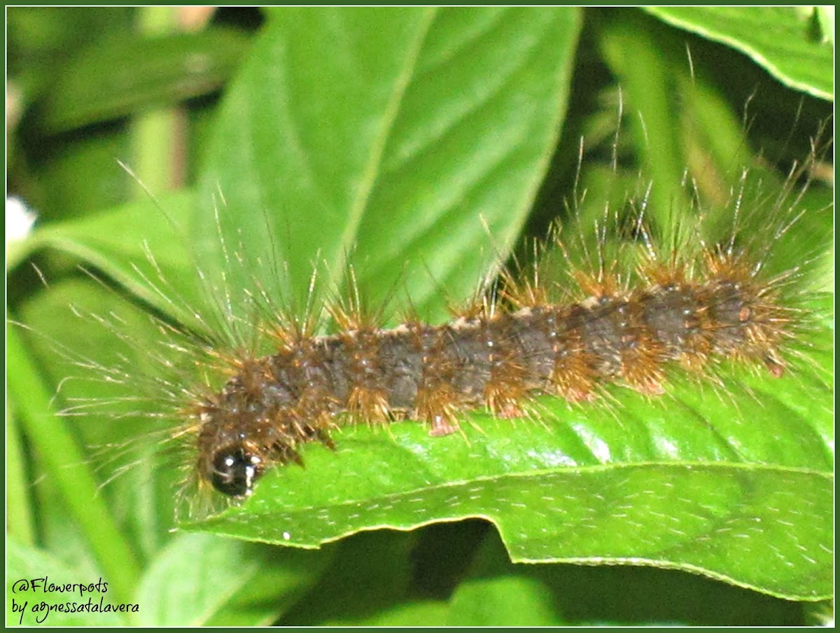 Olepa Moth Larva (Late instar)
