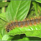 Olepa Moth Larva (Late instar)