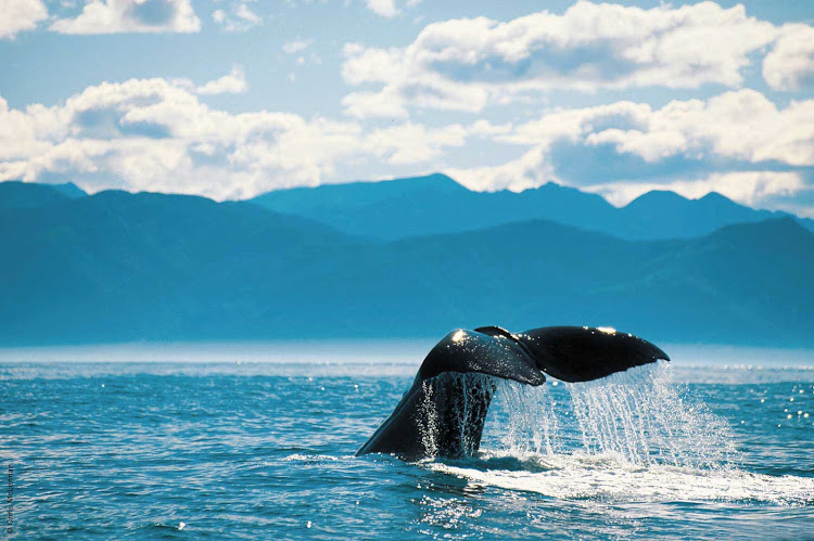 See real whales up close when you sail to New Zealand with Silver Discoverer.