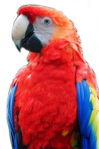 How To Draw Bird Parrot Macaw